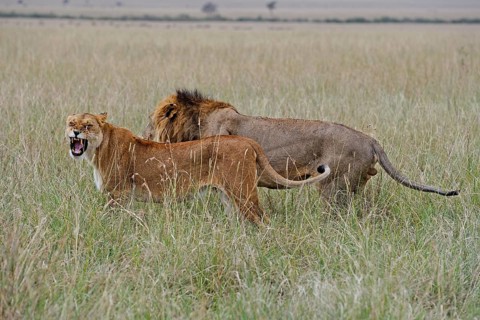 Lion