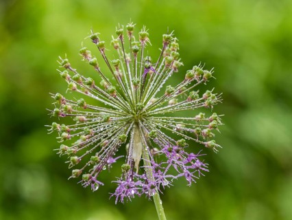 Flowering ornamental leek
