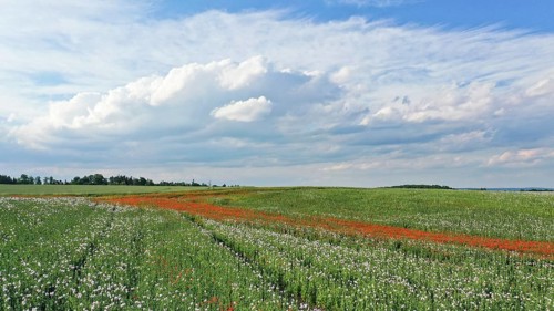 Field with Waldviertel grey poppy