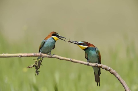 European bee-eater