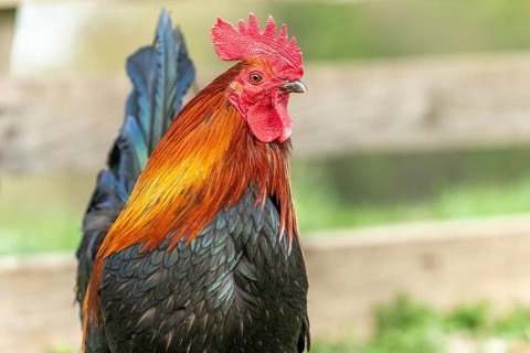 Portrait of a Rooster in a farmyard. Educational Farm