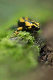Feuersalamander