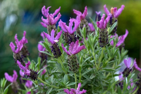 Crested lavender