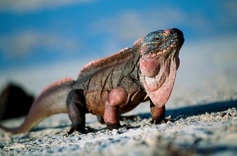 Allens Cay Iguana