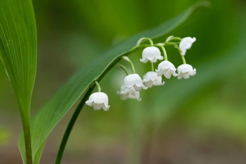 Lily of the valley