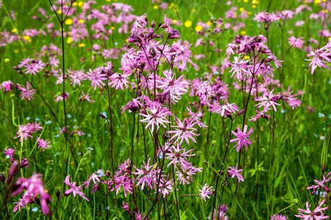 Cuckoo's campion