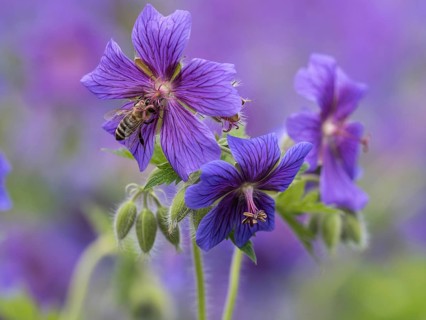 Honey bee