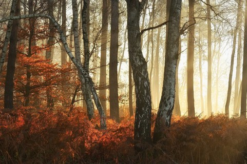 Warty birch
