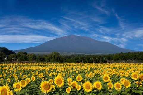 Fields full of sunflowers