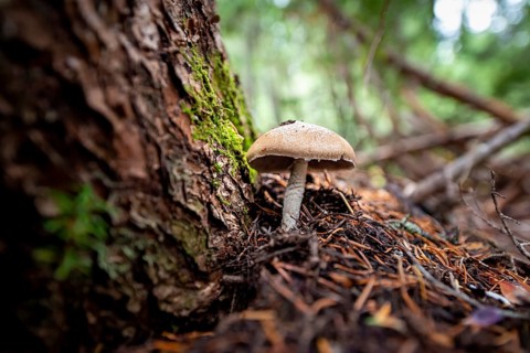 Roof fungi