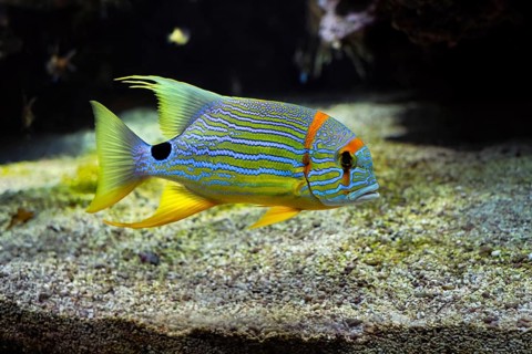 Threadfin Snapper
