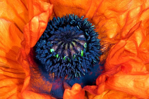 Red flower of the oriental poppy