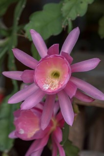 Flowers of a nopalxochitl