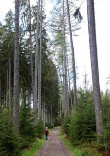 Hikers on the path through the Moorwald adventure trail