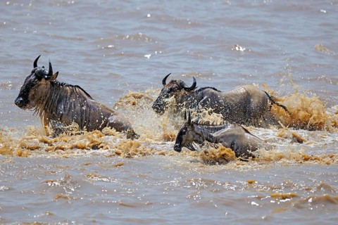 Wildebeest