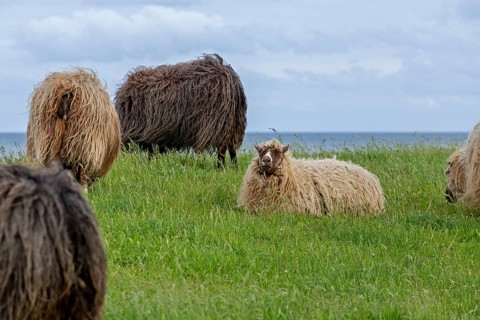 Norwegian sheep on the dike