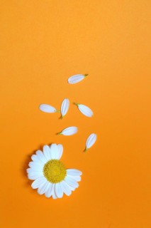 Daisy