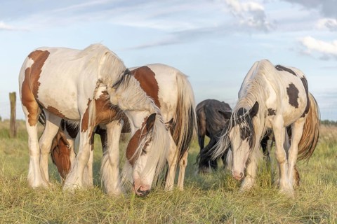 Group of Irish Cob ponies eating in pen. Alsace