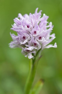 Three-toothed orchid