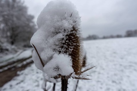 Am Rand einer verschneiten Wiese mit einer Gruppe Baeumen am Rand steht eine trockene Distel mit einer dicken Haube aus frischem Schnee