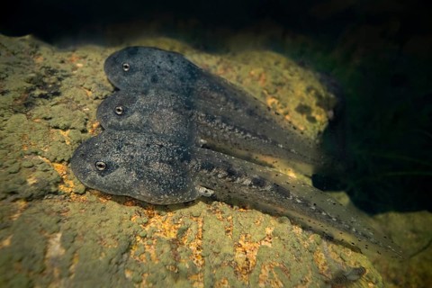 Common midwife toad