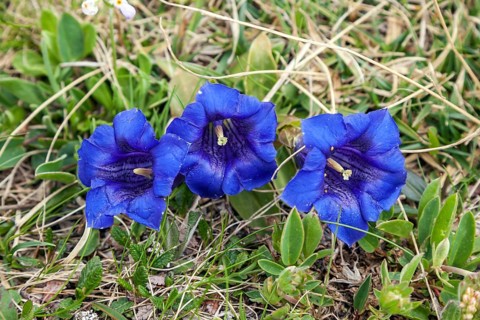 Pebble bell gentian
