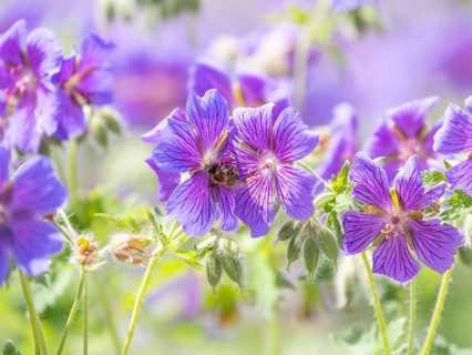 Honey bee