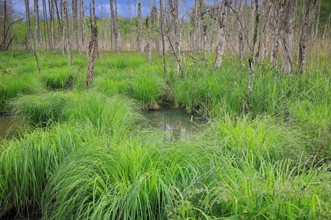 Sedge bulrushes