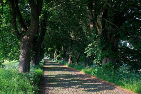 Chestnut avenue