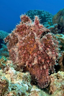 Giant frogfish