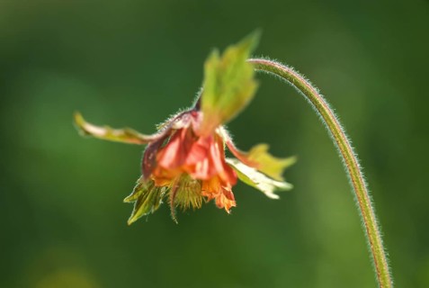 Water avens