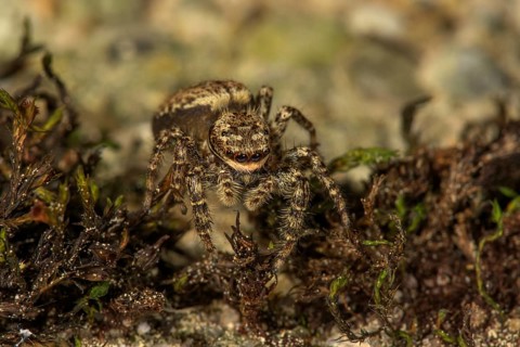 Jumping spider
