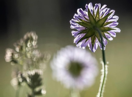 Field scabious
