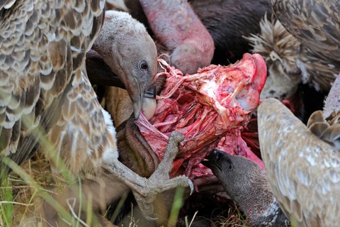 Rueppell's vulture