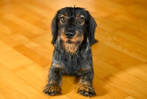 Rough-haired dachshund