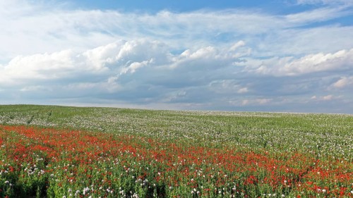 Field with Waldviertel grey poppy