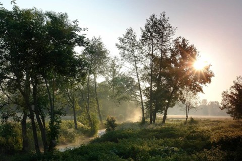 On the banks of a brook Brook Water Fog Haze Trees Meadows
