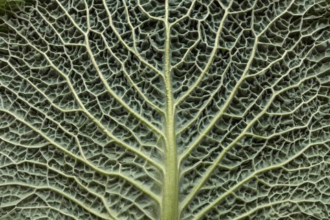 Leaf structure of a vegetable cabbage