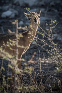 Kirk dikdik or kirk's dik-dik