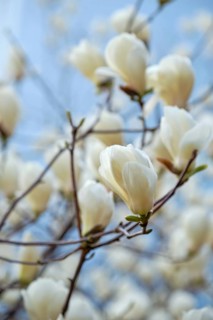 Blooming flower blossoms flowers in Yeouido Park public park in Seoul