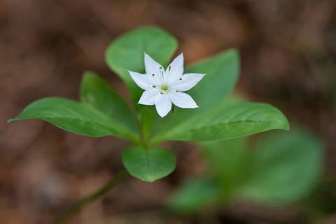European seven-pointed star