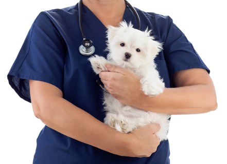 Female veterinarian with stethoscope holding young maltese puppy isolated on white