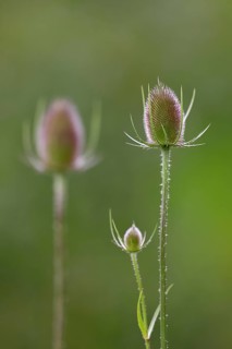 Wild cardoon