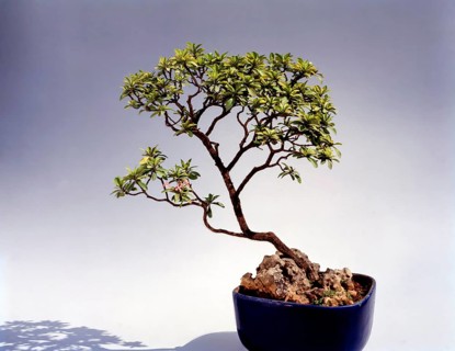 Bonsai Ixora Stricta Style: Slanting