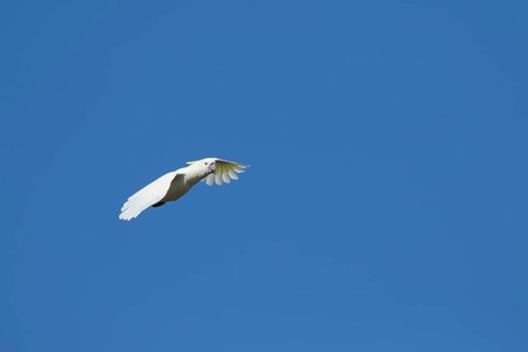 Sulphur-crested cockatoo