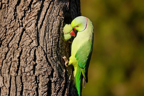 Two collared parakeets