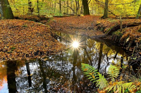Sunbeams in the Rotbach in the Hiesfeld Forest