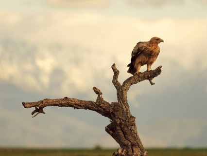 Kaiseradler