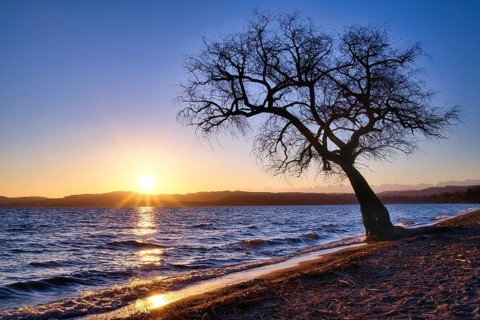 Blattloser Baum an einem Sandstrand am Murtensee bei Sonnenaufgang