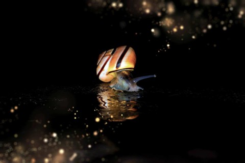 Hain-Baenderschnecke